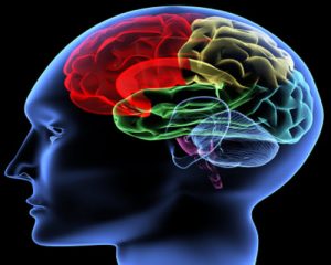 human-brain-has-5-senses